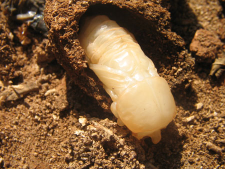 Metamorphasis of a grub to an insect