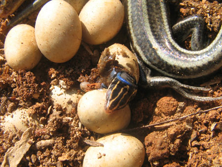 Lizard birth, bring born from an egg